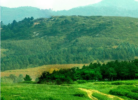 除毛板